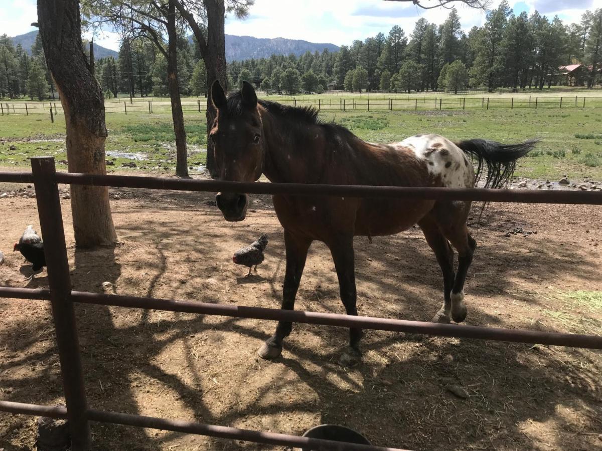 Grand Canyon Cottage At Historic Wrigley Ranch With Horseback Riding & Shooting Parks Extérieur photo